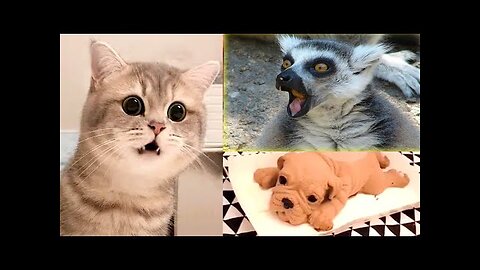 Funny animal Video Best of 2021