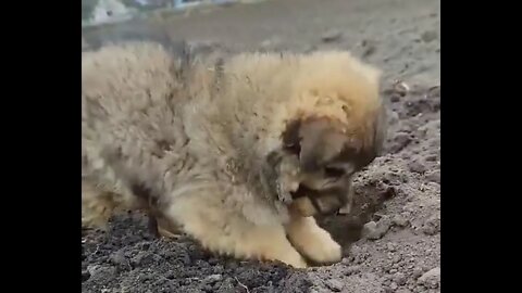 Ukraine Puppy Plants Potatoes ❤️CUTE❤️