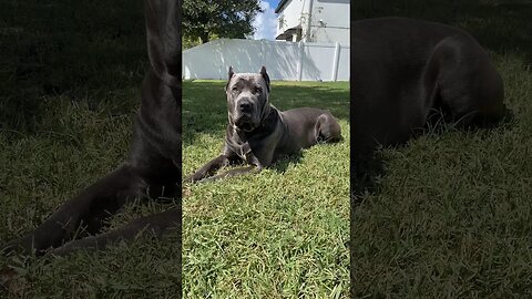 Cane Corso Sunbathing! ☀️🐶