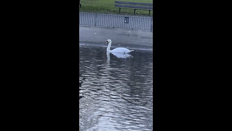 Swimming Swan