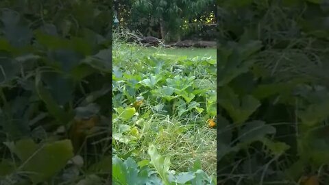 Wild Turkey Hens with babies in my garden