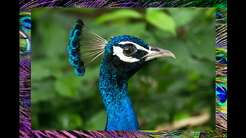 Rare peacock colors Beauty full peacock