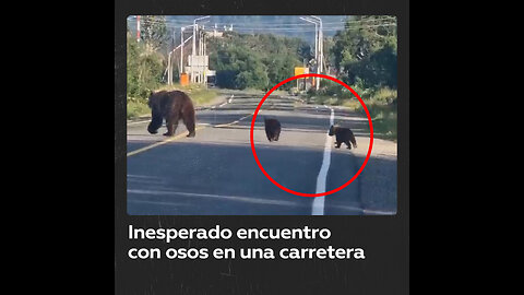 Conductor cede el paso a una familia de osos en Kamchatka