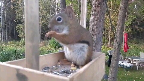 Squirrel eating at feeder, close up, Canadian wilderness, North Bay - Cat TV