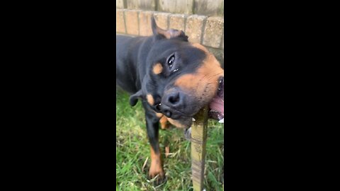 Rottweiler enjoys to chew wood 🐶 #rumble #youtube #viral #trending