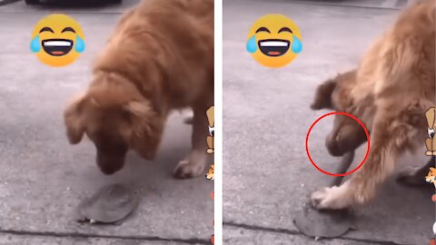 Dog playing with Turtle - Unexpectedly bitten on the lip by Turtle - Funny dog