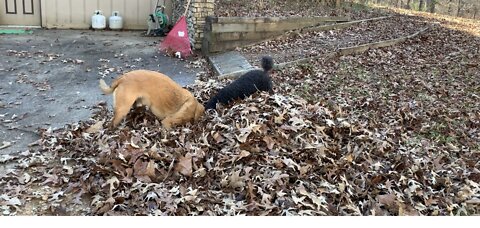 Dogs go head first into pile of leaves.