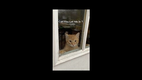 Can You Let Me In