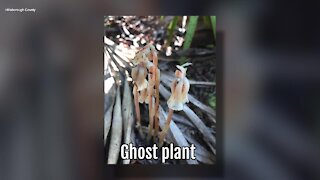 Ghost Plant | Sarah's Walking Club Fall Scavenger Hunt