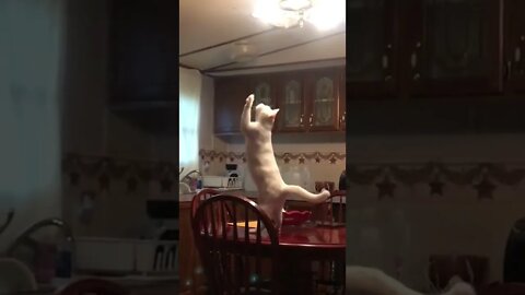 Is this cat seeing a ghost or trying to access another dimension? #shorts