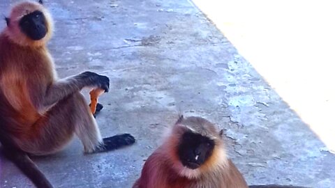 Indian Monkeys