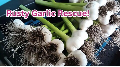 How to harvest garlic and store with Garlic rust #garlic #nodiggardening