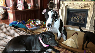 Cat chases dog off Great Dane puppy's bed