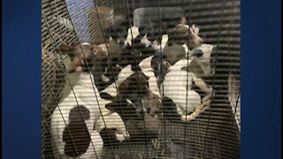 26 dogs, puppies found stuffed into wire crate in Indian River County