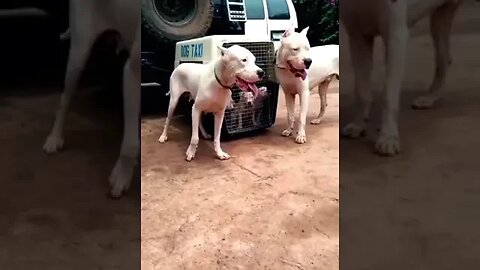 Dogo Argentino Family Affair #youtube #dog #viral #doglover #shorts #dogoargentino