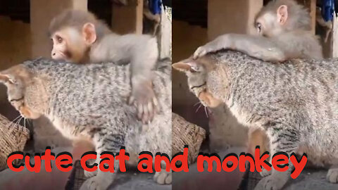 cat and monkey are fun playing very cute