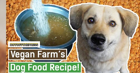 How To Make Dog Food At Home || Easy Way To Make Dog Food At Home |