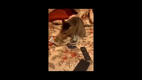 Funny cat video