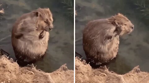 A nutria grooms itself in a puddle