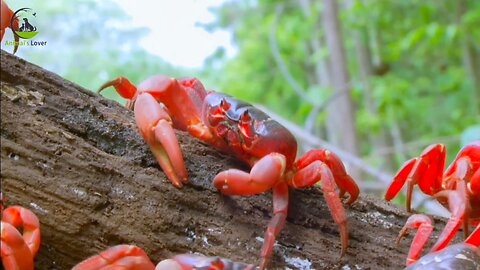 Over 50 Million Red Crabs March | Lands of the Monsoon | ANIMAL LOVER