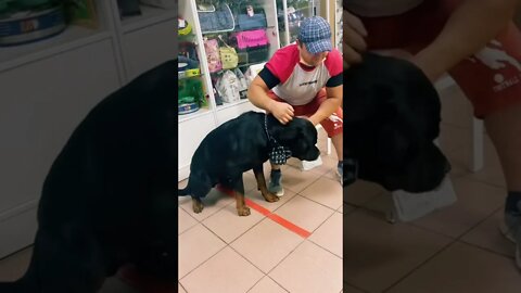 #shorts Смешные Собаки Из Тик Тока 74 Funny Dogs From Tiktok