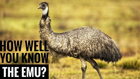 Emu || Description, Characteristics and Facts!