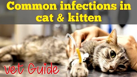 Common diseases & problems in cats/ kitten /Persian cats viral infection care & treatment / Dr.hira