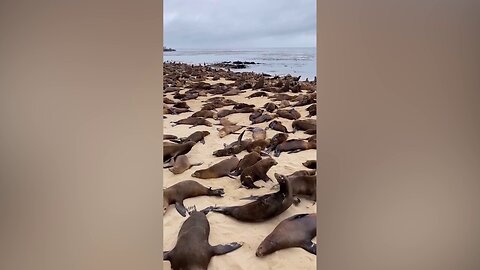 Sea Lions 'Respond' After California Beach Is Closed To The Public