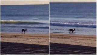 Deer chills on the beach