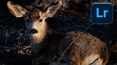 How to Make Your Wildlife Shots Pop with Just a Few Simple Lightroom Edits!