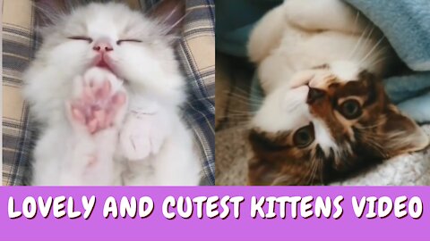 Cutest Cats Babys Lovely Moment Video Compilation 2 | Lovely Kittens #cats #kittens #babycats