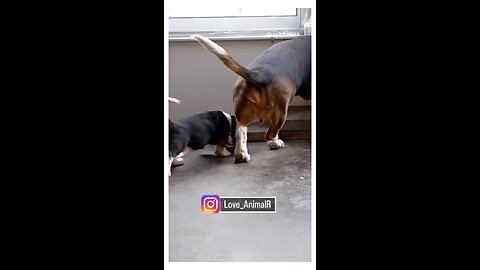 funny dogs video