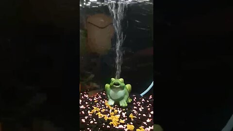 Aquarium Aeration