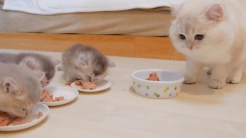 The kitten who never gives up food to her daddy cat is so cute...