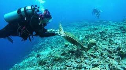 Catching Sea Turtles!