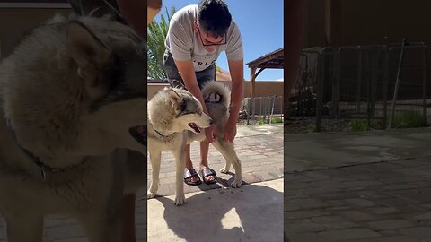 De shedding husky #dog #husky #huskydog #dogs #funny #funnydogs #cutedogs #talkinghusky #dogtalk