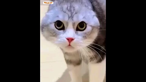 See how the cat without ears is talking😻🥱 trending video