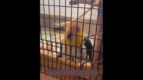 Funny animal videos