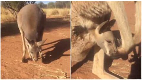 Il piccolo canguro adora viaggiare in marsupio