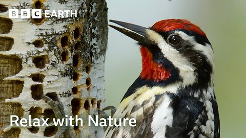 Soothing Bird ASMR in American Forest | Animal ASMR | BBC Earth