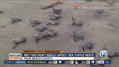 Sea turtle nesting season wraps up in Palm Beach County with strong numbers