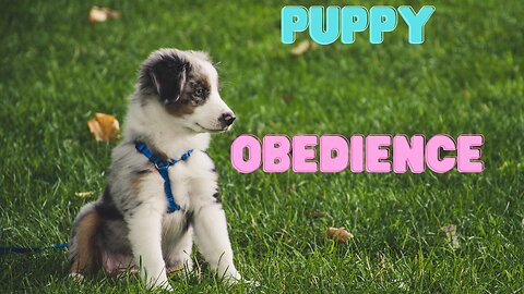 Puppy Obedience - Getting Started on the Right Paw