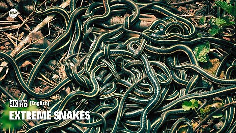 Garter snake the most extreme snakes | Nature documentary