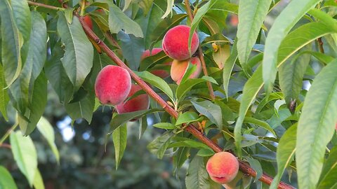 Top Cold Hardy Fruit Trees Everyone Should Grow For an Abundant Crop!! Part 1