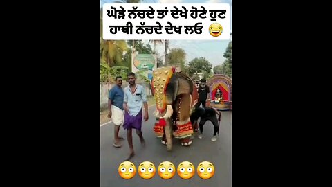 elephant's dance