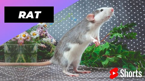 Rat 🐀 One Of The Most Intelligent Animals In The World #shorts