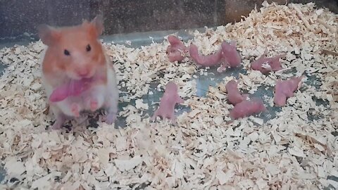 Wonderful Hamster Giving Birth First Time | Eating Baby - Is Hamster A Good Mother?