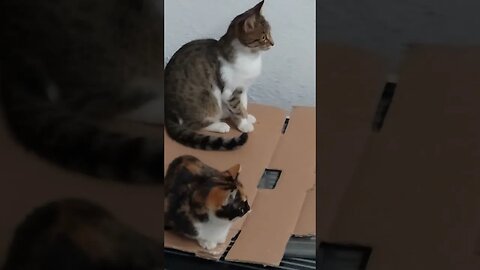 Cute Stray Cat with Kittens Rescued and Taken Home