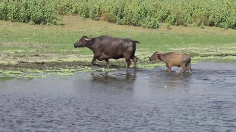 Kid Love Buffalo