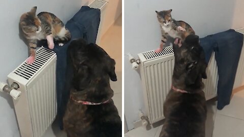 Big Puppy And Little Kitten Love To Aggressively Play Together